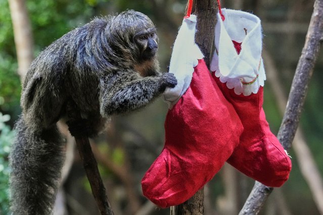 A Saki monkey investigates a festive stocking gifted by zookeepers at London Zoo, as the conservation zoo celebrates its Magic of Christmas event in London, Tuesday, December 16, 2025. (Photo by Kirsty Wigglesworth/AP Photo)