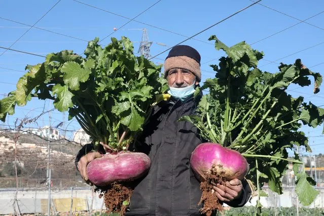 Palestinian farmer Atta Jaber carries giant turnips that he harvested from his land across from the israeli settlement of Kiryat Arba, in the West Bank town of Hebron, on January 23, 2021. (Photo by Hazem Bader/AFP Photo)