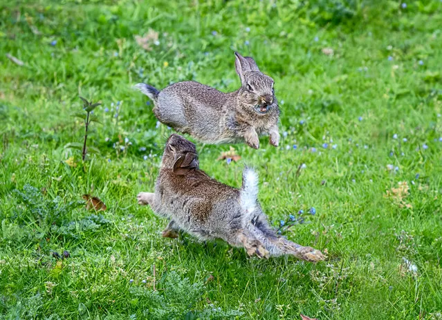 A photographer has captured a bunch of bouncing bunnies playing around with one another in his garden in Suffolk, United Kingdom in May 2023. (Photo by Ivor Otley/Caters News Agency)