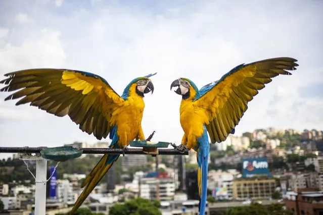 Blue and yellow macaws (Ara araurana) are seen ahead of the World Parrot Day in Caracas, Venezuela on May 9, 2023. (Photo by Pedro Rances Mattey/Anadolu Agency via Getty Images)