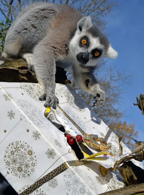 A lemur opens a Christmas package filled with food on December 23, 2015 at the zoo in La Fleche, northwestern France. (Photo by Jean-Francois Monier/AFP Photo)