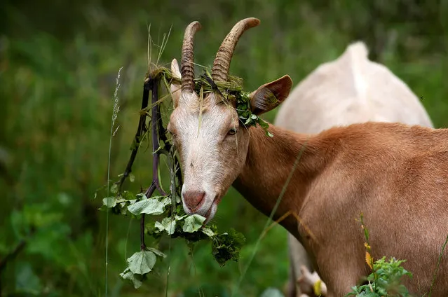 A goat is seen at the mountain at Valle dei Mocheni near Trento, Italy on July 20, 2018. (Photo by Alessandro Bianchiethiopia/Reuters)