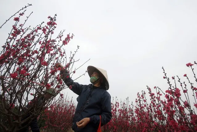 A couple tends to peach blossom flowers for sale at a field in Hanoi February 6, 2015. (Photo by Reuters/Kham)