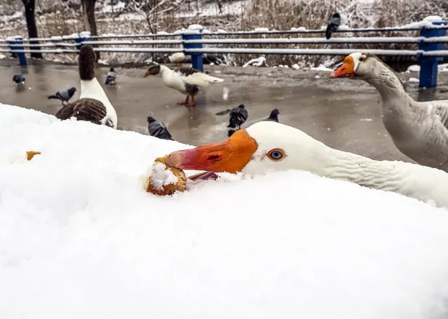 A goose eats a piece of a bread on snow covered lakeside during snowfall at Goksu Park in Ankara, Turkey on March 24, 2021. (Photo by Halil Sagirkaya/Anadolu Agency via Getty Images)