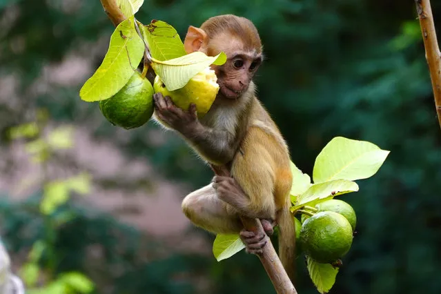 A monkey eats guava in residential area in Ajmer, Rajasthan, India on 03 August 2023. (Photo by ABACA Press/Rex Features/Shutterstock)