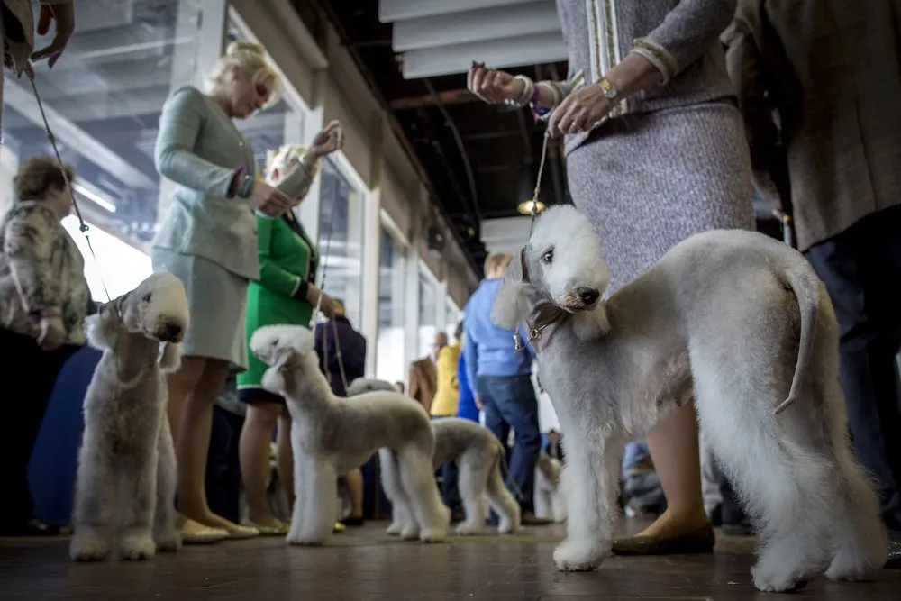 The 139th Westminster Kennel Club's Dog Show