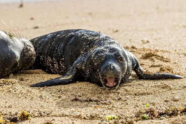 Hawaiian Monk Seal, Kaiwi, gives birth on a beach in Waikiki in Honolulu, HI on April, 26, 2021. Hawaiian Monk Seals are an endnagered protected species and the beach area has been closed off to visitors. (Photo by Erik Kabik Photography/Media Punch/Alamy Live News)