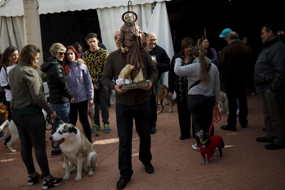 Pets Fill Spanish Churches for St Anthony's Day Blessing