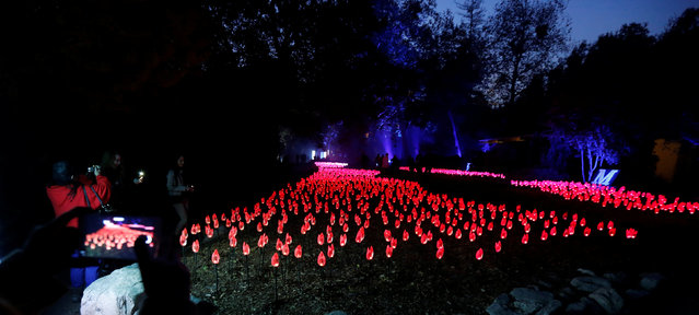 Visitors walk through “Flower Power” which is part of the exhibit “Enchanted: Forest of Light” at Descanso Gardens in La Canada Flintridge, California U.S., December 9, 2016. (Photo by Mario Anzuoni/Reuters)