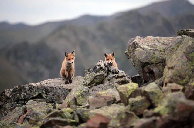 Red foxes are seen at Kackar Mountains National Park, which conserves and develops wildlife, in Camlihemsin district of Rize, Turkey on September 28, 2018. (Photo by Ali Kemal Atik/Anadolu Agency/Getty Images)
