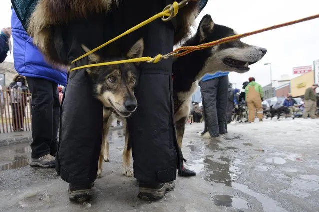 A dog from Zoya DeNure's team watches other racers from between her legs at the 2015 ceremonial start of the Iditarod Trail Sled Dog race in downtown Anchorage, Alaska March 7, 2015. The timed portion of the race, which typically lasts nine days or longer, begins on Monday in Fairbanks, about 300 miles (482 km) away. Traditionally held in Willow, the timed start was moved to Fairbanks this year to accommodate an alternate trail selected after race officials deemed sections of the traditional path unsafe.    REUTERS/Mark Meyer  (UNITED STATES - Tags: SPORT ANIMALS SOCIETY)S SOCIETY)