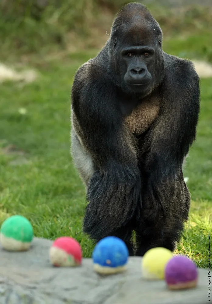 Gorilla Hasani In A Zoo Of San Francisco