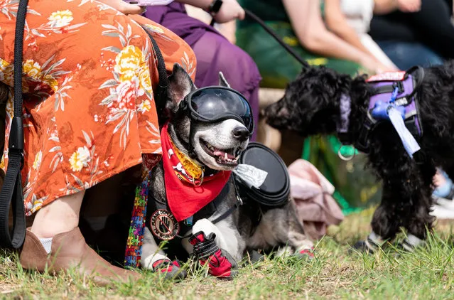 A service dog is seen during Texas Renaissance Festival in Todd Mission, Texas, the United States, October 7, 2023. Texas Renaissance Festival kicked off in the western U.S. state of Texas on Saturday, bringing the magic of the Renaissance time to life through Nov. (Photo by Xinhua News Agency/Rex Features/Shutterstock)