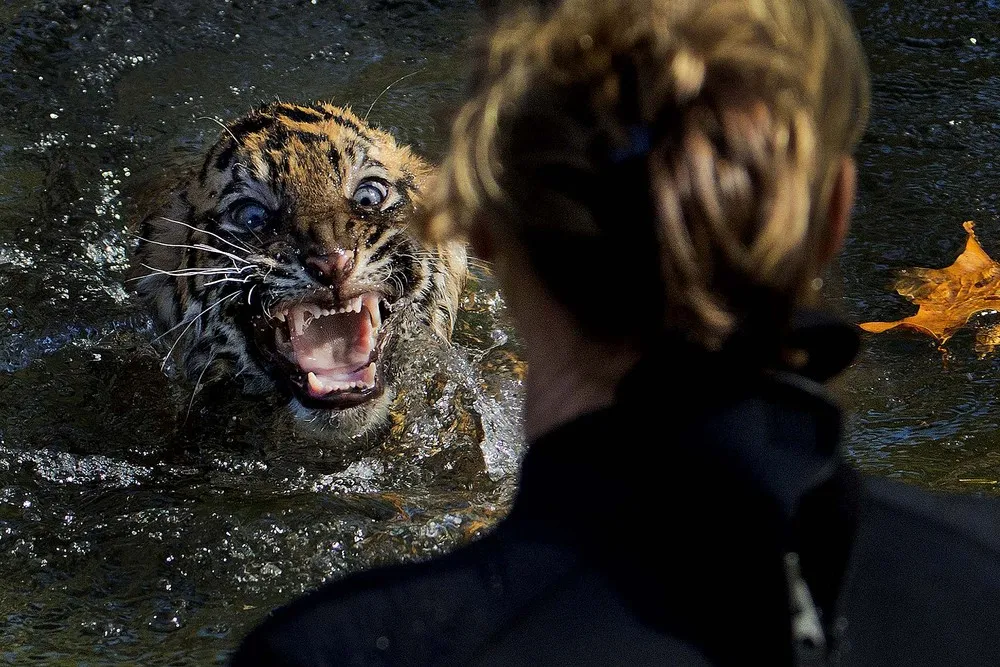 The Week in Pictures: Animals, November 2 – November 8, 2013