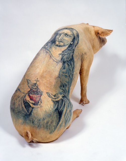 Tattooing Pigs By Wim Delvoye
