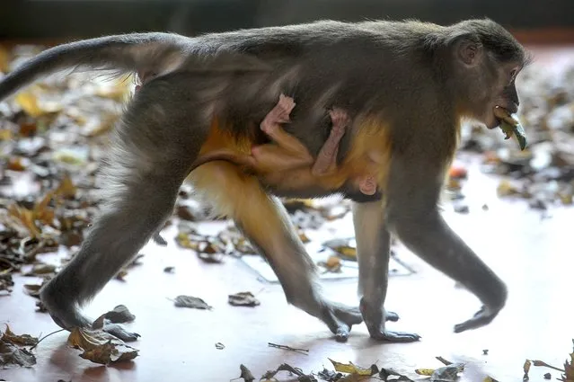 In this Friday, November 9, 2018 photo, a golden-bellied mangabey with her newborn cub at their enclosure in the Budapest Zoo, Hungary. The baby monkey was born on October 22. The golden-bellied mangabey is extremely rare, there are only 12 zoos on the world in which they can be found. (Photo by Attila Kovacs/MTI via AP Photo)