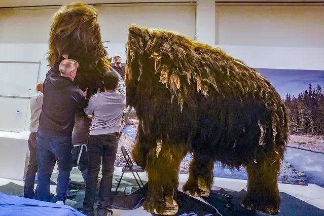 A team of exhibition specialists at the American Museum of Natural History install the head on a woolly mammoth model for the museum's Nov. 13 opening exhibition, “The Secret World of Elephants”, Monday, October 23, 2023, in New York. (Photo by Bebeto Matthews/AP Photo)