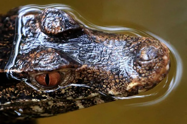 A Cuvier's dwarf caiman swims around in Magdeburg, Germany, on November 12, 2013. (Photo by Jens Wolf/AFP Photo/DPA)