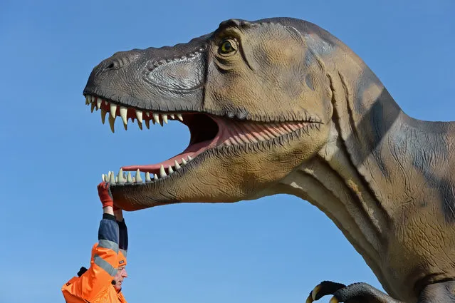 A worker pulls the lower jaw of a life-sized dinosaur in Wustermark, Germany, March 23, 2015. About fourty primeval giants will be put on display in a special exhibition on the grounds of the nature reserve Doeberitzer Heide. The exhibition will open on March 31.  (Photo by Ralf Hirschberger/EPA)