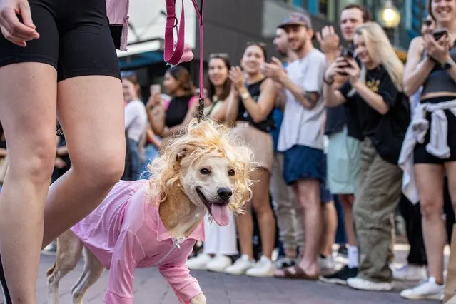 People and their dogs particpate in a Doggone Halloween celebration in Boston, Massachussetts, on October 28, 2023 ahead of the Halloween holiday. (Photo by Joseph Prezioso/AFP Photo)