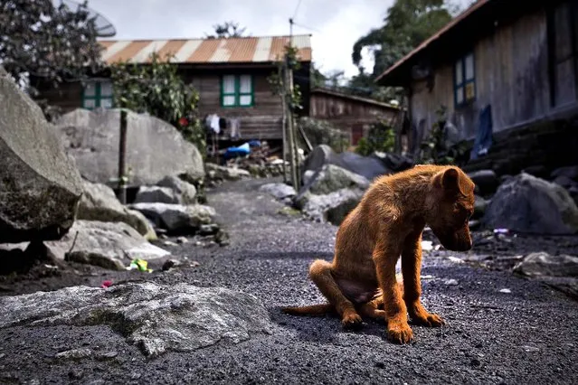 A puppy rests in an abandoned village. (Photo by Ulet Ifansasti/Getty Images)