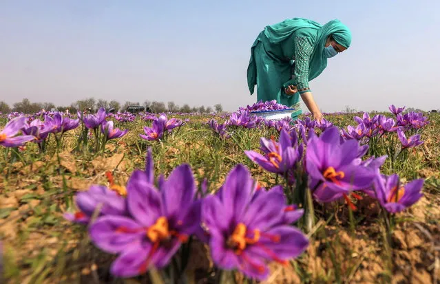 A Kashmiri farmer picks saffron flowers from a field in Pampore, south of Srinagar, the summer capital of Indian Kashmir, 06 November 2023. Pampore, also known as the Saffron town of Kashmir, is famous for its high quality saffron. It is one of few places in the world where the world's most expensive spice grows. (Photo by Farooq Khan/EPA)