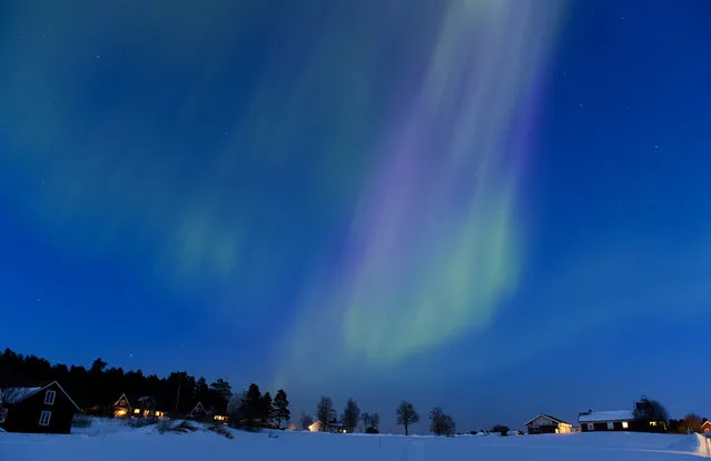 The Aurora Borealis bright up the sky at twilight on March 17, 2013 between the towns of Are and Ostersund, Sweden. (Photo by Jonathan Nackstrand/AFP Photo)