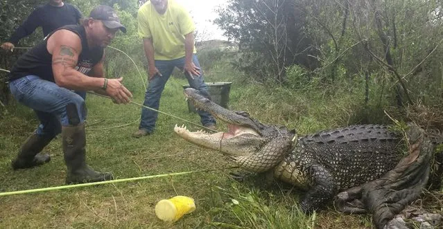 In this photo provided by Gary Saurage, Saurage stands near an alligator safely hauled out of a rural pond in Grove, Texas on Monday, April 6, 2015. Saurage said Tuesday, April 7, 2015,  that the 11-foot reptile joins more than 400 other alligators at Saurage's Gater County preserve in Beaumont, Texas. (Photo by Jana Saurage/AP Photo)