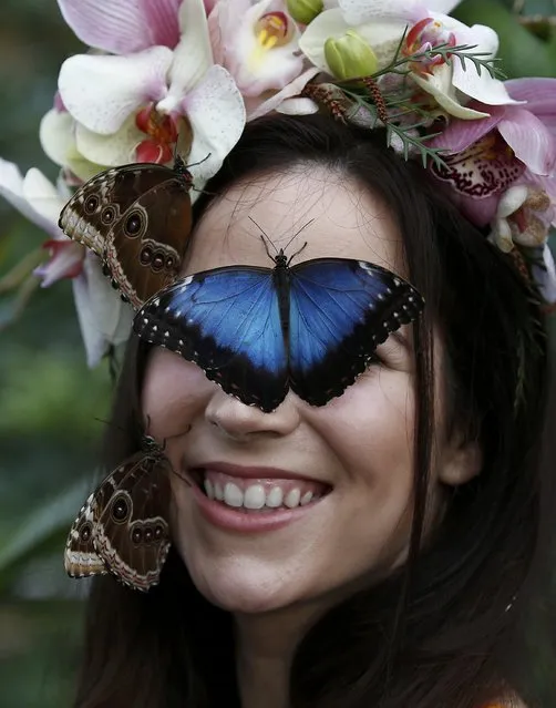 Model Jessie May Smart poses with Blue Morpho butterflys, ahead of the opening of, “Butterflies in the Glasshouse”, at RHS Wisley in Wisley, Britain, January 13, 2017. (Photo by Peter Nicholls/Reuters)