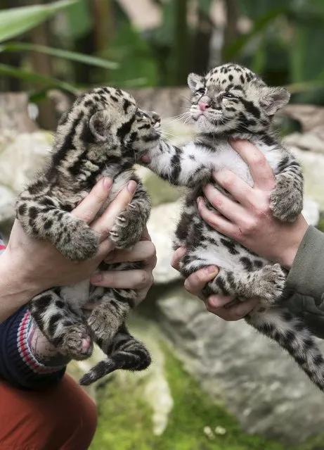Baby clouded leopards, born early in March 2015, are presented by zoo keepers at the Olmense Zoo in Olmen, Belgium, April 16, 2015. (Photo by Yves Herman/Reuters)