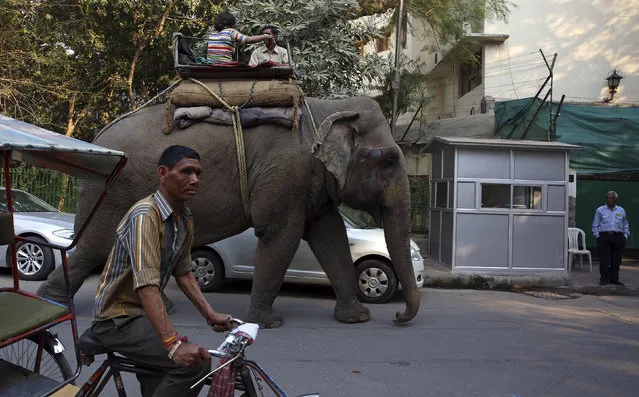 People ride an elephant through the Nizamuddin East area of New Delhi, India, February 26, 2016. (Photo by Cathal McNaughton/Reuters)