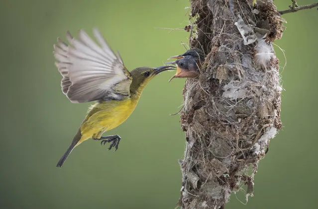 An Olive-backed Sunbird feeds its two babies insects in their nest in Klang, Selangor, Malaysia on Saturday, January 21, 2017. Sunbirds, a group of very small passerine birds, feed largely on nectar, although they will also take insects, especially when feeding their young. Sunbirds are found in tropical Africa, India, and the forests of Southeast Asia, including the Philippines. (Photo by Vincent Thian/AP Photo)