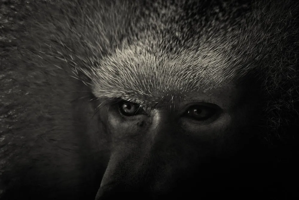 Animals in Black and White by Photographer Alex Teuscher