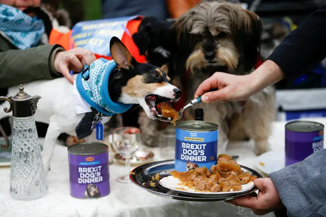 A man feeds food to dogs during the “Brexit Dogs Dinner” protest outside the Houses of Parliament in London, Britain, March 10,  2019. (Photo by Henry Nicholls  /Reuters)
