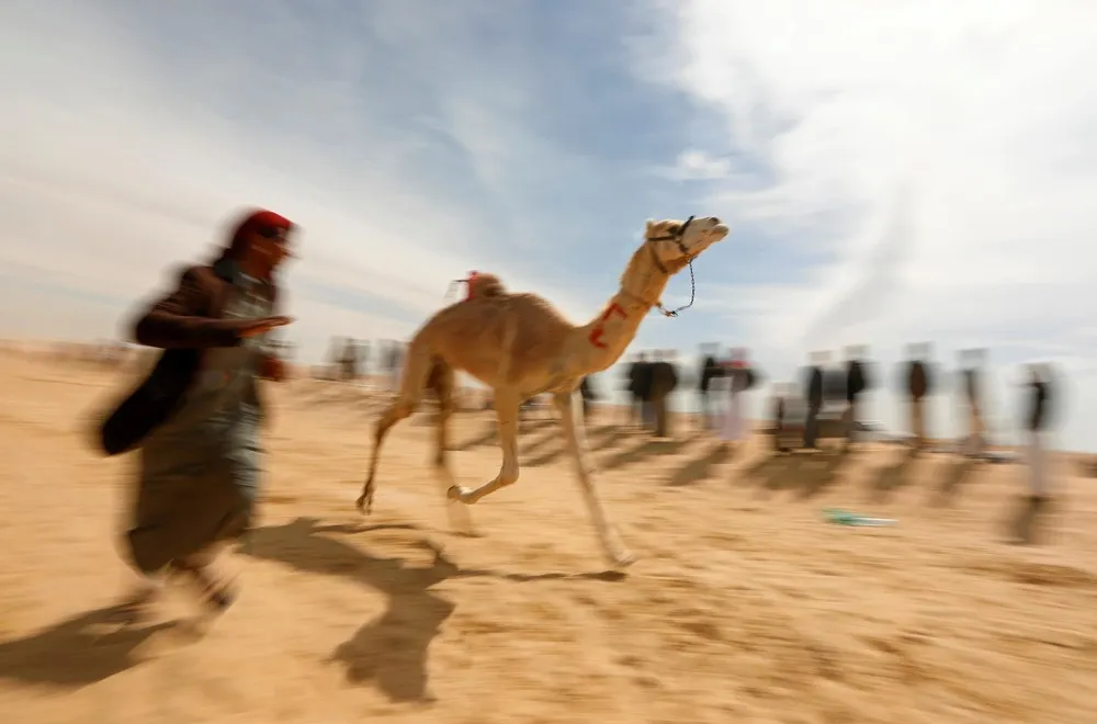 Child Jockeys Race Camels in Egypt