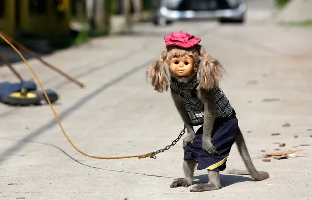 A chained male monkey in a costume and wearing a toy mask performs at a street in Depok, West Java, Indonesia, 30 September 2021. A performing monkey in a street, known as “Topeng Monyet” (lit. Monkey Mask), is a popular form of cheap entertainment in Indonesia, especially on the island of Java. During a street monkey show, a trainer issues orders by pulling the chain tied around the primate's neck, forcing it to perform tricks such as wearing a mask or riding a toy motorcycle. The Indonesian government in 2013 banned the Topeng Monyet in the capital Jakarta to improve public order and ending animal abuse. However, monkey performances are still popular in several other parts of the country, such as West Java, especially after the government lowered the level of Enforcement of Restrictions on Community Activities (PPKM) in a number of areas during the COVID-19 pandemic. (Photo by Adi Weda/EPA/EFE)