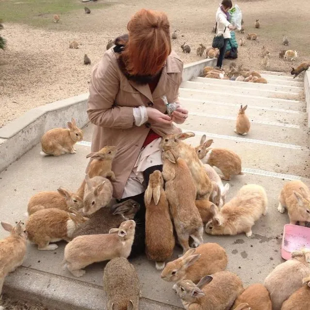 Rabbit Island in Japan