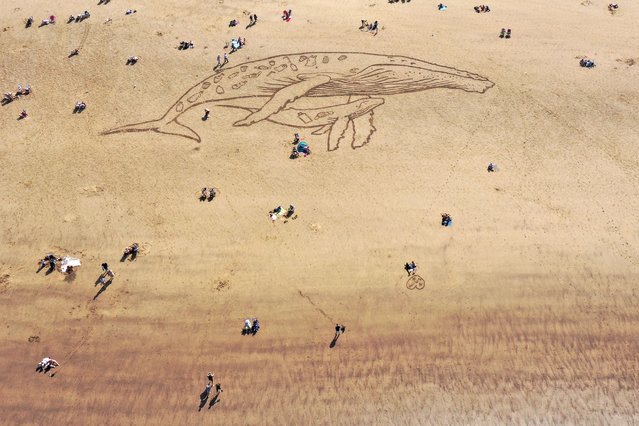 People sunbathe and walk on Whitby beach next to a giant sand art depicting a 50 metre humpback whale and calf filled with plastic as a new report from BRITA and Whale and Dolphin Conservation finds that plastic affects 81% of whale and dolphin species on September 08, 2021 in Whitby, England. After a summer of staycations this year, research by BRITA and WDC, launched to mark World CleanUp Day, has shown that one in five Britons admit to leaving litter on a beach. Plastic causes suffocation in whales and dolphins and impacts global warming. (Photo by Christopher Furlong/Getty Images)