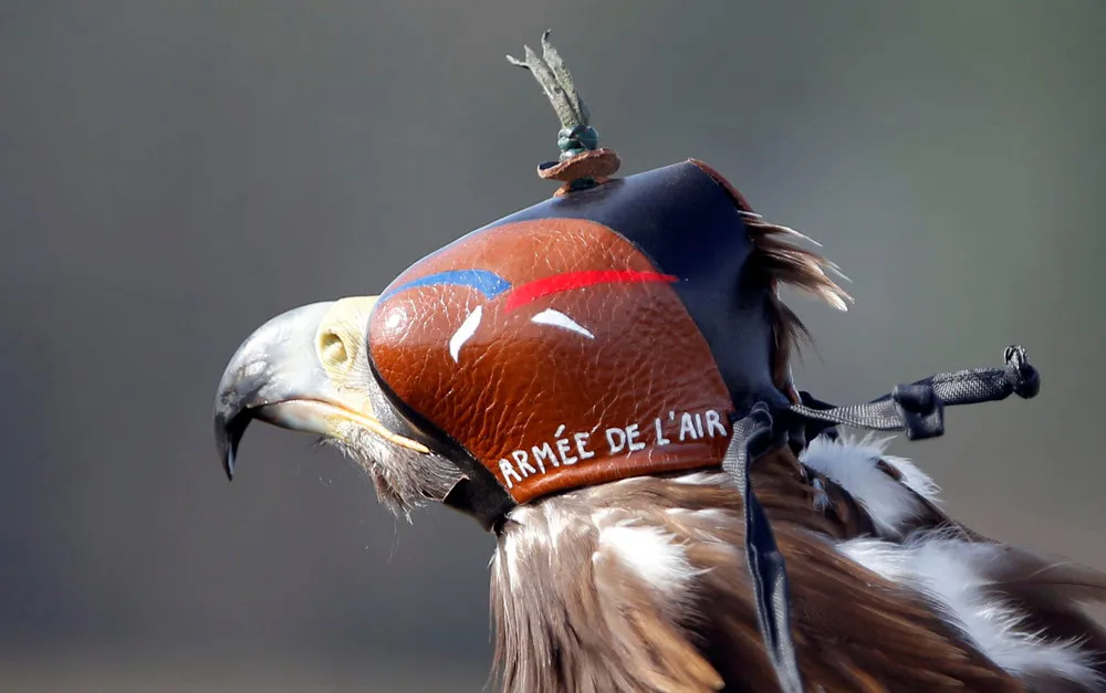 Eagle vs Drone