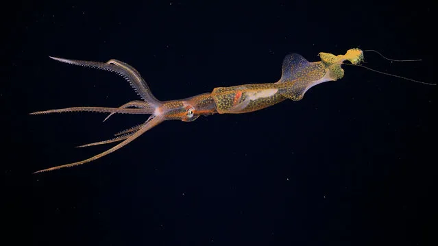 Handout picture released by the Scmidt Ocean Institue on September 14, 2023, showing a Grimalditeuthis near the Navidad Vent Field in Ecuador's Galapagos archipelago. These squid were only observed alive in the wild for the first time in 2005. It has rarely been encountered, but is believed exist worldwide, living at depths of 200–1500 m below sea level. (Photo by Handout/Schmidt Ocean Institute via AFP Photo)