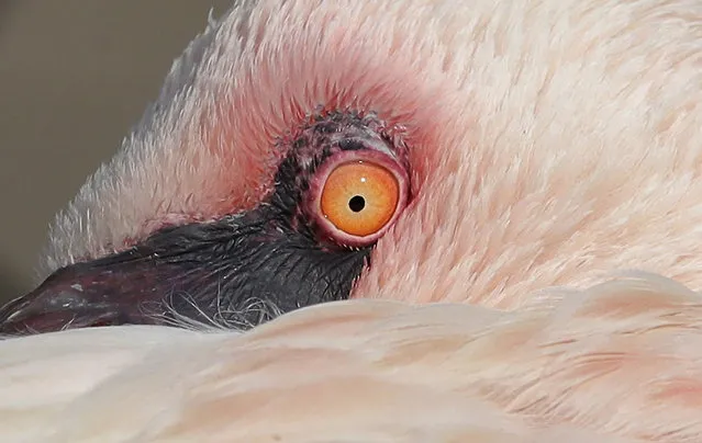 A Lesser Flamingo is seen at the Le Cornelle Animal Park, in Valbrembo, near Milan, Italy, Friday, February 17, 2017. (Photo by Antonio Calanni/AP Photo)