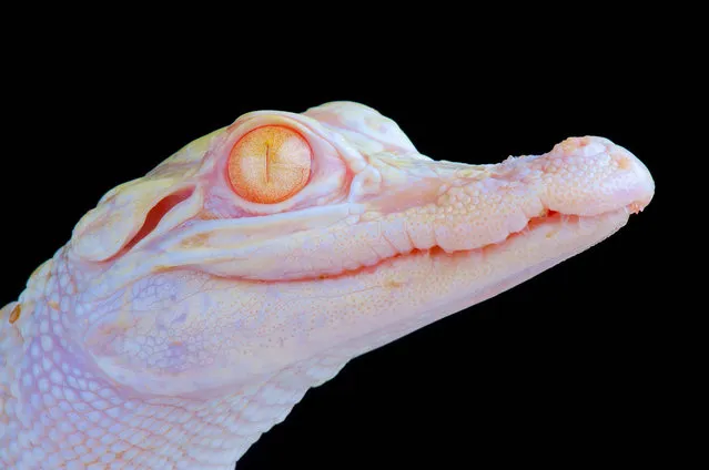 Albino alligator (Alligator mississippiensis). (Photo by Matthijs Kuijpers/The Guardian)