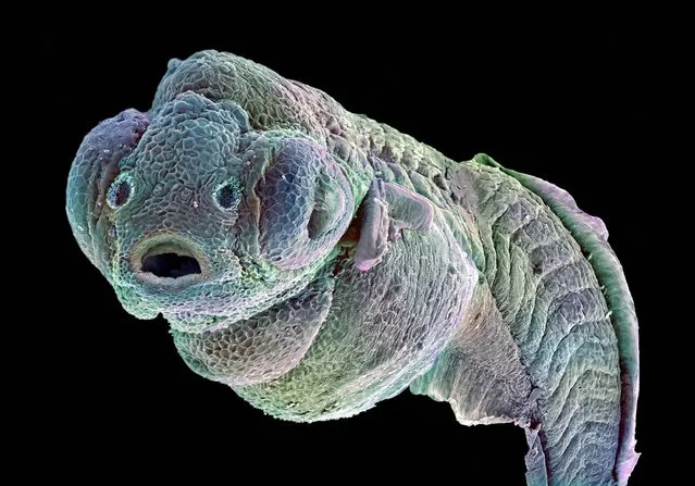 False-coloured scanning electron micrograph of a zebrafish embryo. The zebrafish, Danio rerio, is a tropical freshwater fish originating from eastern Asia and is a member of the minnow family. The zebrafish embryo has gained ground as a disease model, an assay system for drug screening and is used in cancer research. Zebrafish have many characterisics which make them suitable for biomedical rersearch. The embryos develop quickly, from a single cell in a fertilized egg to something that resembles a tiny fish in 24 hours. (Photo by Annie Cavanagh/Wellcome Images)