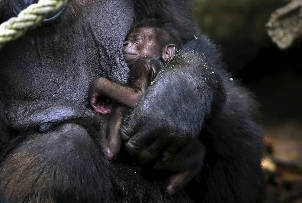 Newborn Gorilla Debuts at Taronga Zoo
