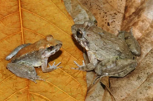 A male (L) and female Indonesion frog (Limnonectes larvaepartus) are seen in Sulawesi in this undated handout picture obtained by Reuters May 21, 2015.  L. larvaepartus is one of SUNY College of Environmental Science and Forestry's “Top 10” species discovered in 2014. (Photo by Jimmy A. McGuire/Reuters)