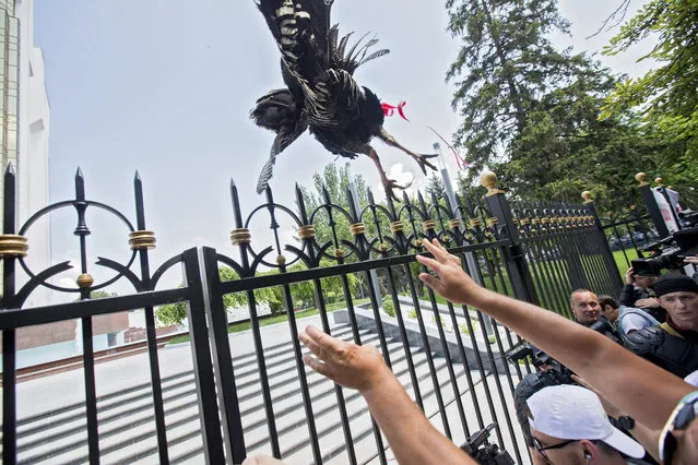 A man throws a tied up turkey over the fence of presidential building, as a sign of contempt and dishonor of the President, during a protest of Democratic Party in Chisinau Moldova, 09 June 2019. After forming the majority on 08 June, the parliament voted the Socialist Zinaida Grecianii as Speaker and Maia Sandu as Prime Minister. The Democratic Party tries to mentain her position and power in old government, and uses the Constitutional Court to block all decision of new Government. (Photo by Dumitru Doru/EPA/EFE)