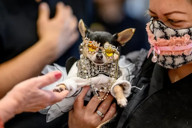 Rescue dog Cinderelly attends Patricia Field Hosts Senior Dog Rescue Runway Show at Flying Solo in Soho on April 14, 2024 in New York City. (Photo by Roy Rochlin/Getty Images)