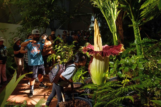 Visitors inspect the Titan arum, aka Corpse Flower, as it begins to bloom at the city’s botanic gardens in Adelaide, Australia on January 10, 2023. It is the first time that the endangered plant has flowered in nearly 10 years at the gardens. (Photo by Matt Turner/EPA/EFE/Rex Features/Shutterstock)