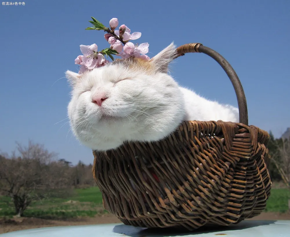 Shironeko, the Relaxed Cat Part 1