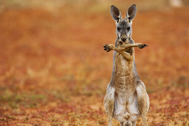 Real life Roo-d Boy – this incredible photo captures a gangster kangaroo posing like a pro for the camera. This must be the worlds coolest Kangaroo – the amazing marsupial crosses his arms with attitude for this stunning shot. The roo-diculous picture was taken in Sturf Stony Desert in New South Wales, Australia. Giant Red Kangaroos are notoriously shy and are only found in the wilds of the Australian outback – but this fella is bustin some moves for the camera. (Photo by Jami Tarris/Caters News)